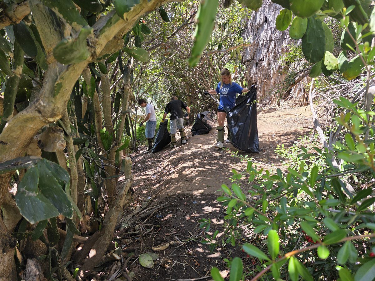 Crew working in thick brush along creek